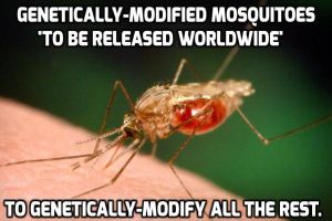 Genetically modified mosquitoes