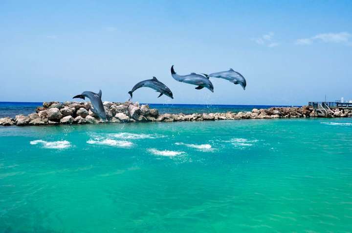 Diving dolphins at Dolphin Cove Jamaica
