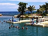 dolphin cove swim with dolphins jamaica