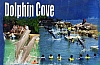 jamaica dolphin cove
