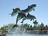jumping dolphins dolphin cove jamaica