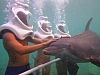 underwater with dolphins