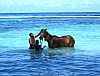 Horse swimming in sea on Winnifred beach Fairy Hill