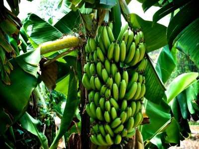 jamaican bananas