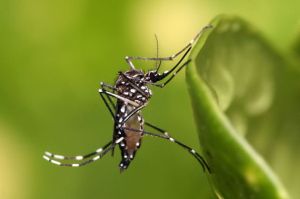 Zika Mosquito close up