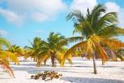 palm tree beach in Cayo Largo del Sur Cuba