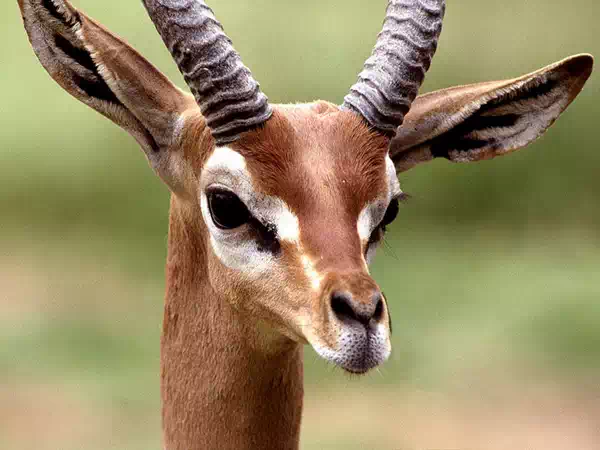 Gerenuk Central Kenya