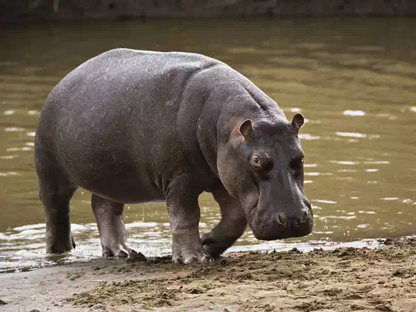 Hippopotamus, Masai Mara, Kenya
