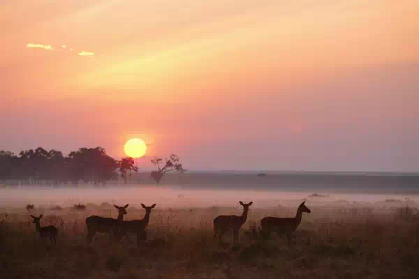 Masai Mara National Reserve Kenya. Impala Herd at Dawn