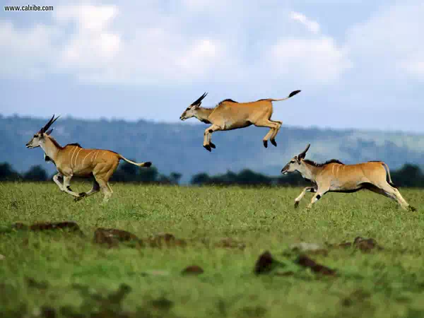 Jumping Contest Cape Eland Kenya
