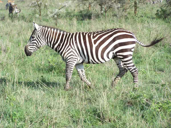 kenya animals