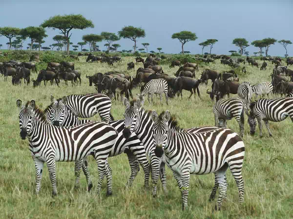 from africa kenya forest zebras animals