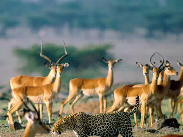 Leopard Among Impalas in Kenya
