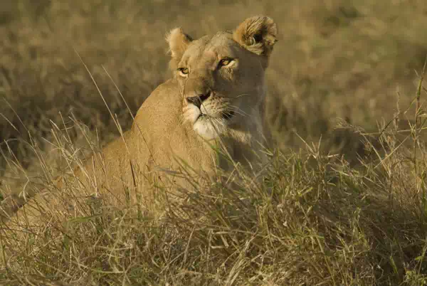 lionesse Kenya