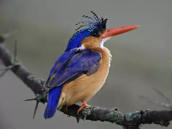 Malachite Kingfisher, Lake Nakuru National Park, Kenya