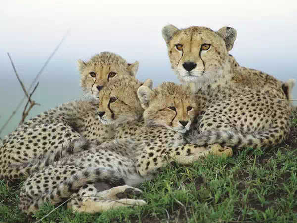resting cheetahs masai mara reserve kenya africa picture