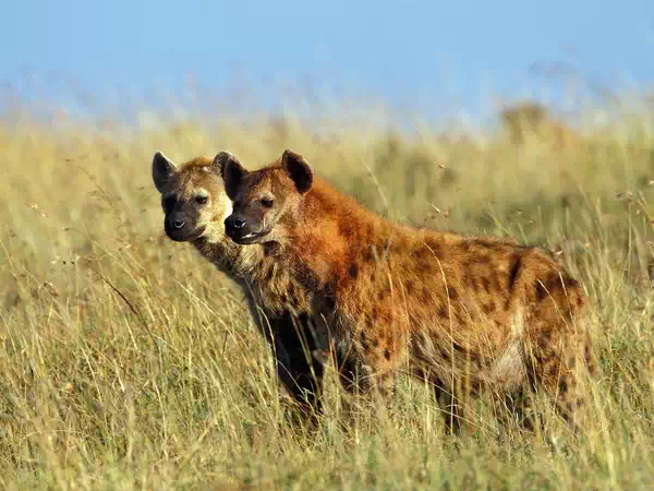 Spotted Hyenas Masai Mara Kenya