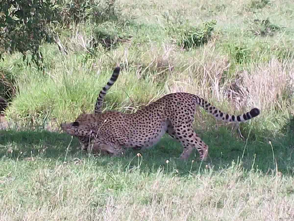 Leopards in  tanzania safari