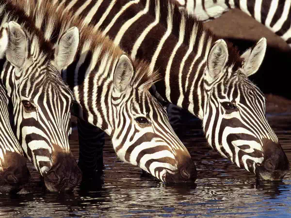 zebras calm wild animals pictures kenya