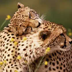 affectionate cheetahs