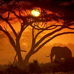 Amboseli national park kenya pictures