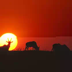 Antelope at Sunrise