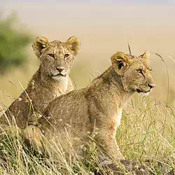 Female Lion Cubs Masai Mara Kenya Africa