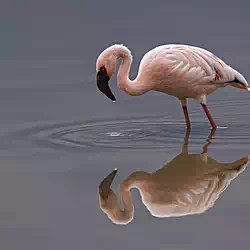 Lesser Flamingo, Lake Nakuru National Park, Kenya