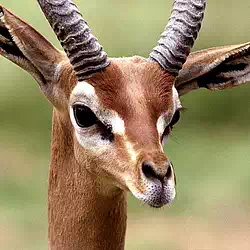 Gerenuk photo also called giraffe gazelle in Kenya