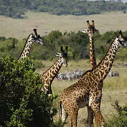 Giraffes on the Masai Mara game reserve Kenya