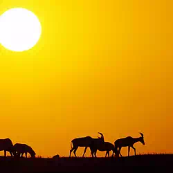 Golden dawn in Kenya with Topi Antelope