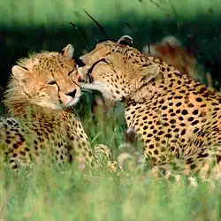 Cheetahs grooming each other