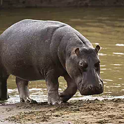 Hippopotamus on the Masai Mara reserve in Kenya