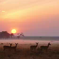 Masai Mara National Reserve Kenya. Impala Herd at Dawn