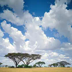 Masai Mara Game Reserve Kenya