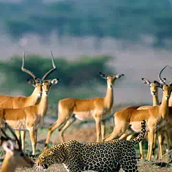 Leopard Among Impalas, Kenya