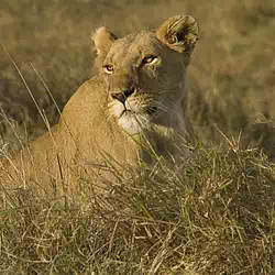 lion Kenya