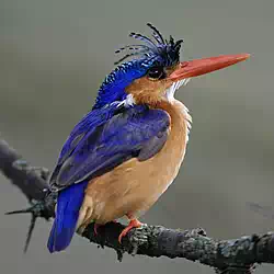Malachite Kingfisher, Lake Nakuru National Park, Kenya