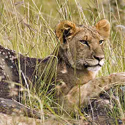 male lion cub masai mara kenya africa pictures