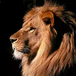 African male lion Kenya