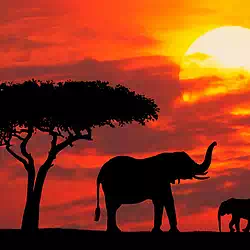 mother and baby silhouetted at sunrise kenya pictures
