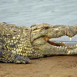 nile crocodile masai mara kenya pictures