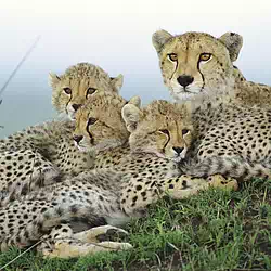 resting cheetahs masai mara reserve kenya africa pictures