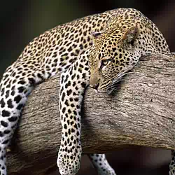 Resting Leopard Buffalo Springs Reserve Kenya