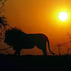 Silhouette, African Lion