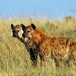 Spotted Hyenas in Masai Mara Kenya