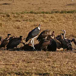 Leptoptilos crumeniferus vultures Masai Mara Kenya