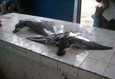 Freshly caught stingray Mombasa