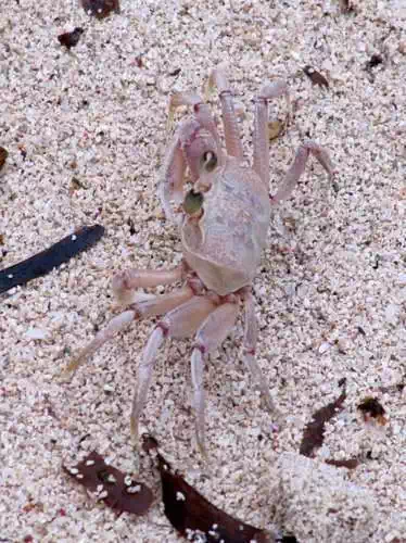 Crab on beach in Mombasa