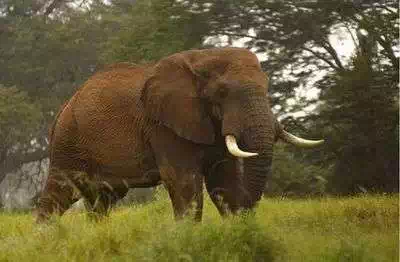 Elephant Tsavo national park west Kenya
